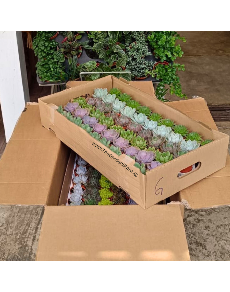 Assorted Mini Succulents